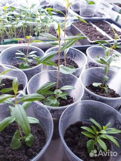 Гранат комнатный