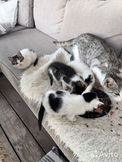Красивые котята 2 месяца