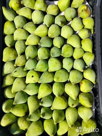 Инжир свежий, Кизил, лесной орех