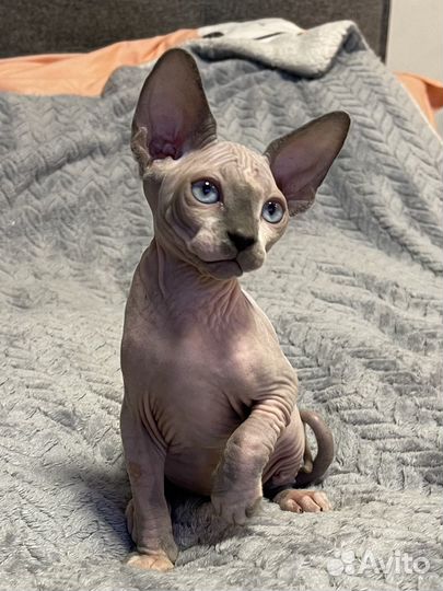 Канадский сфинкс эльф