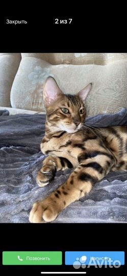 Бенгальская