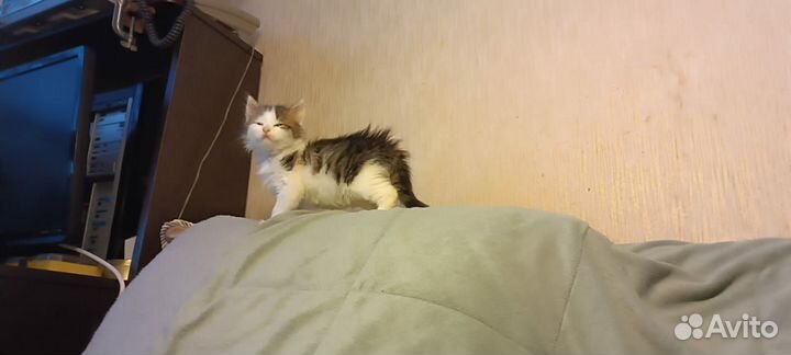 Котенок в дар