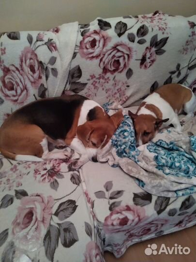 Передержка домашних питомцев