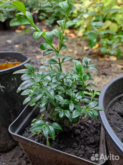 Самшит вечнозеленый саженцы