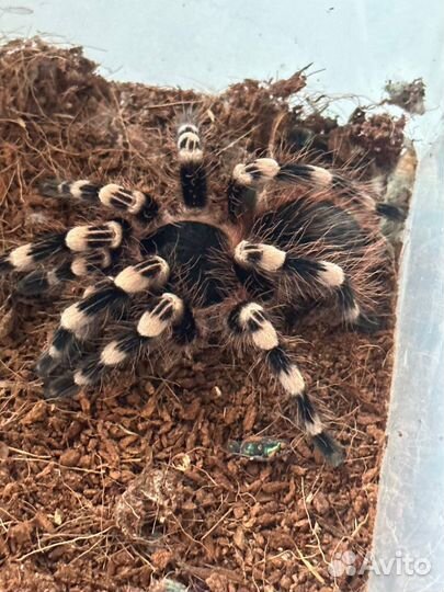 Паук птицеед