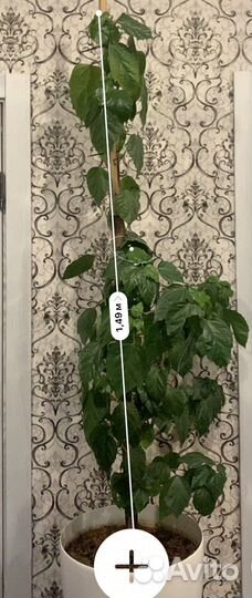 Гибискус китайская роза