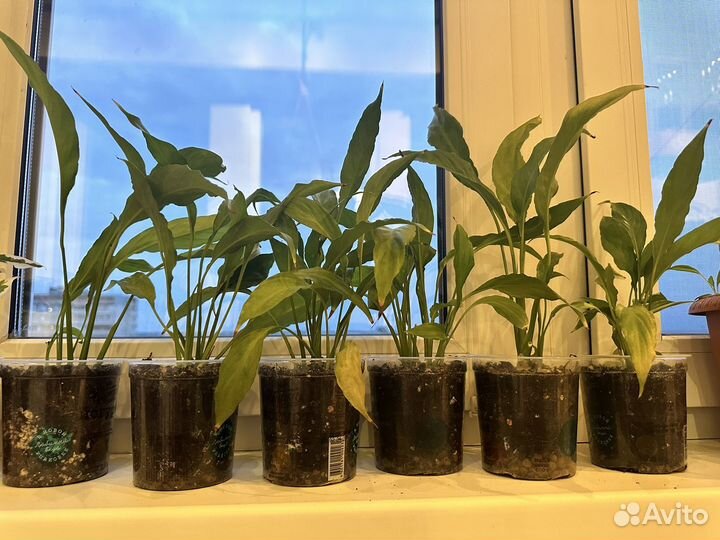 Спатифиллум