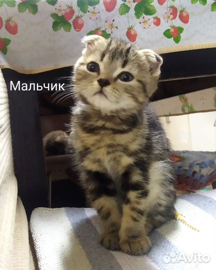 Шотландские котята