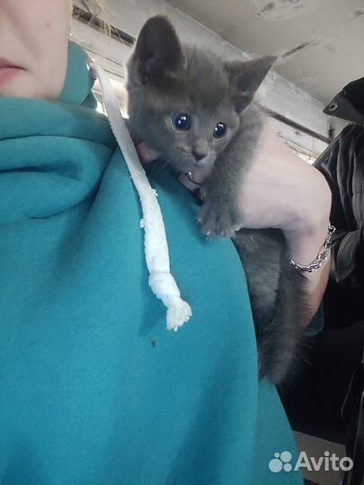 Отдам котят