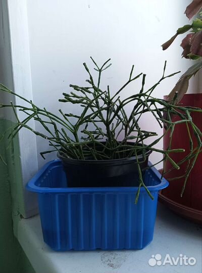 Хлорофитум, сингониум и другие