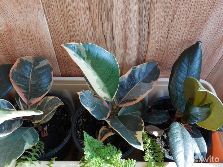 Фикус, агава, замиакулькас