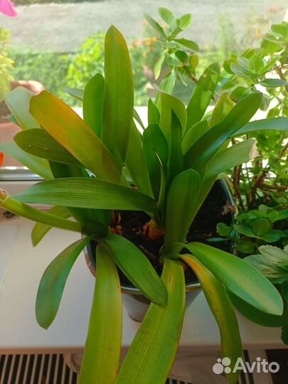 Гиппиаструм