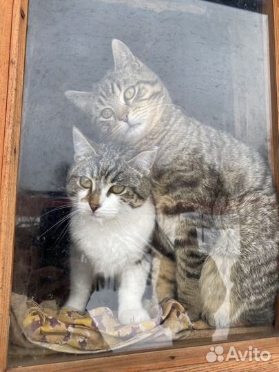 Котята от домашней кошки