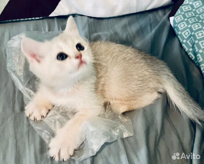 Шотландский котёнок