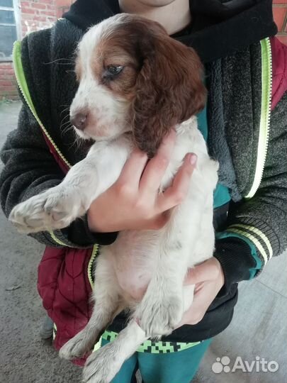 Русский спаниель