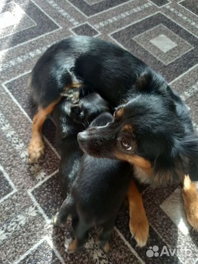 Той-терьер щенки