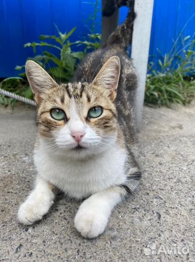 Кошка в добрые руки бесплатно