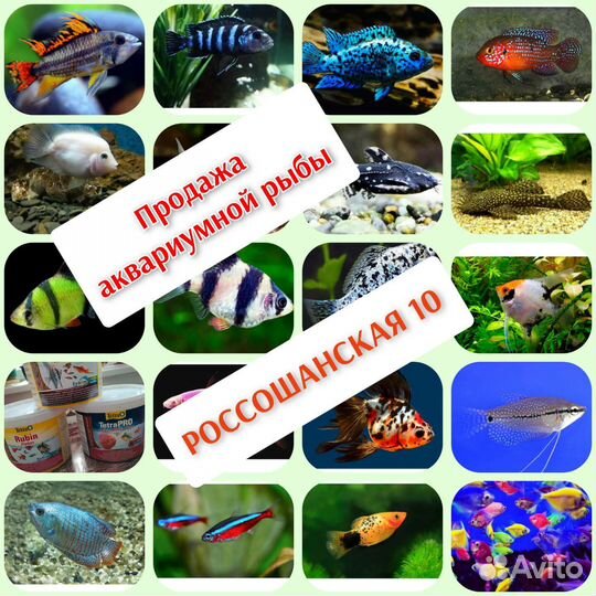 Аквариумные рыбки собственной разводни