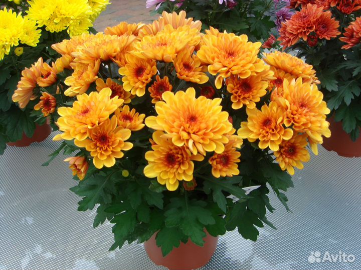 Хризантемы мультифлора