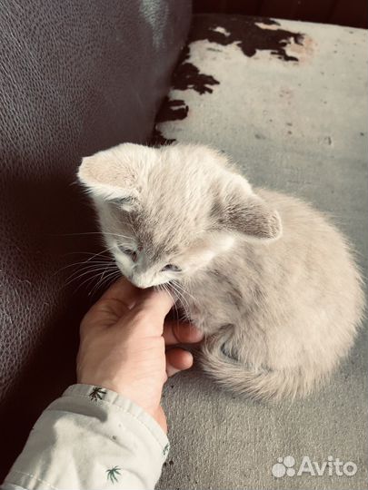 Кошка в дар