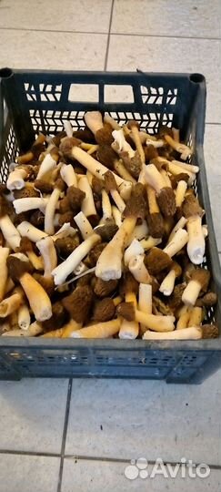 Грибы свежие сморчки