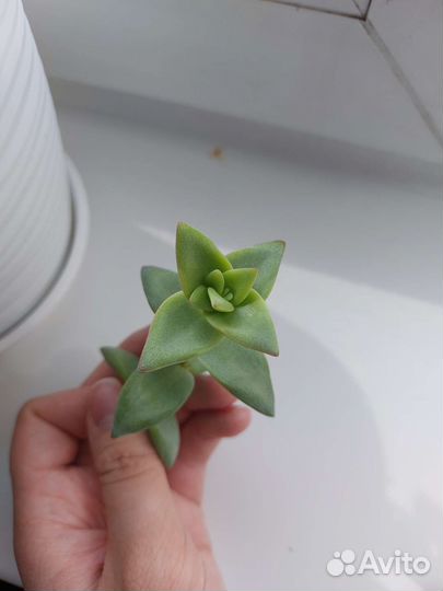 Граптопеталум супербум / суккуленты