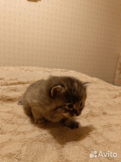 Курильский бобтейл