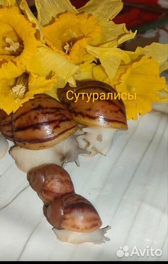 Улитки разные