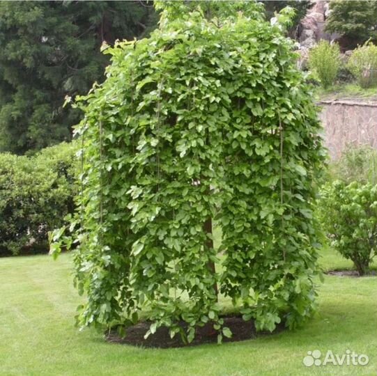 Саженцы Шелковицы на штамбе (зкс)