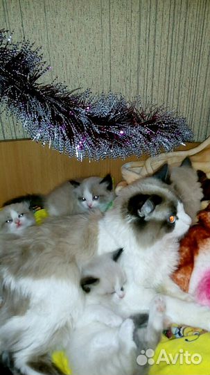 Шикарные малышата рэдголл