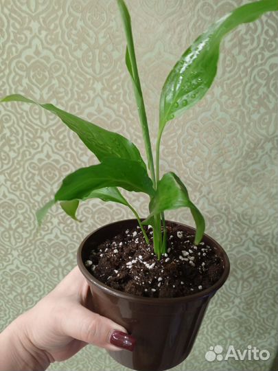 Цветок женское счастье