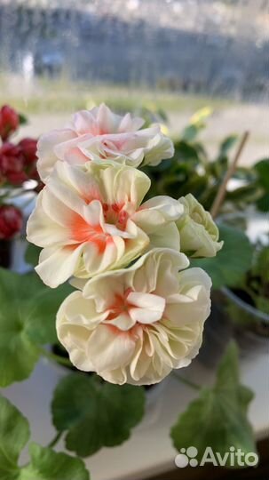 Пеларгония герань сортовая