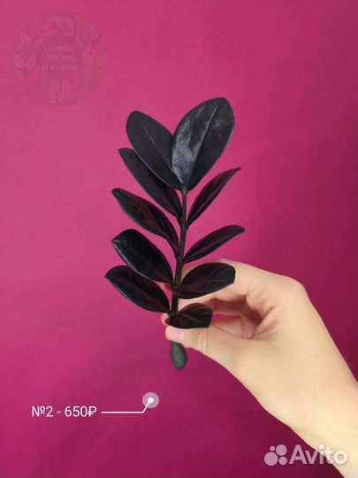 Замиокулькас Блек Равен