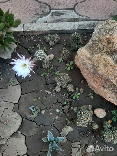 Феррокактус