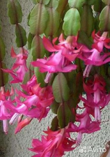 Комнатные цветы