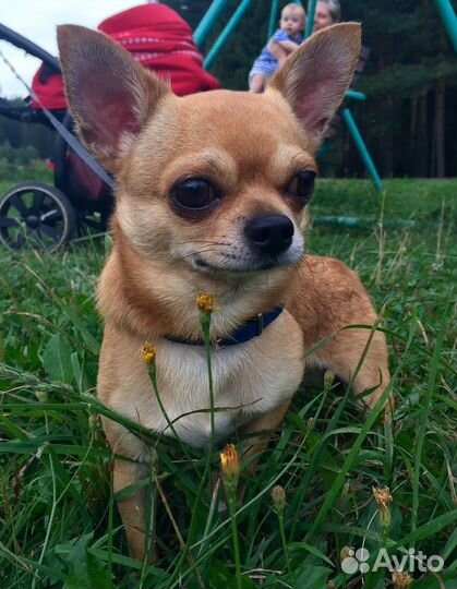 Мальчик чихуа. Инструктор по вязке