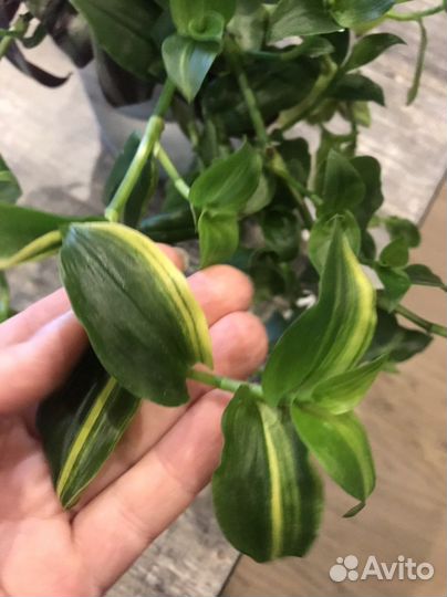 Традесканция хлорофитум кудрявый