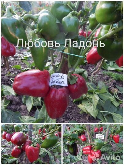 Семена перца