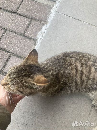 Молодой кот ищет дом