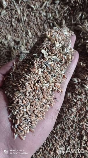 Пшеница, отходы пшеницы, кукуруза