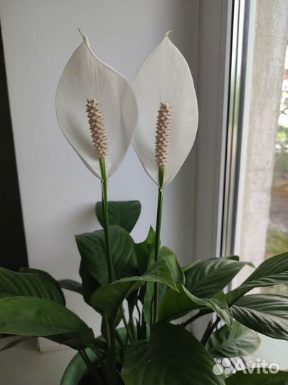Спатифиллум