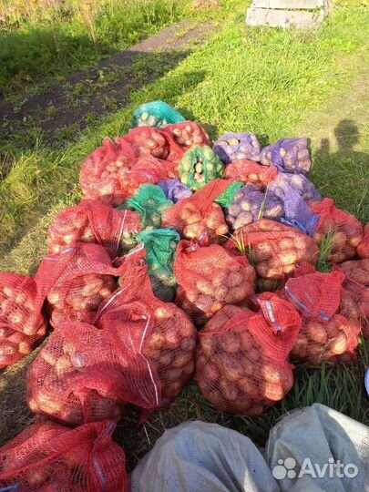 Продам картофель