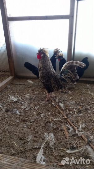Петухи породистые