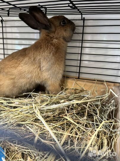 Декоративный кролик
