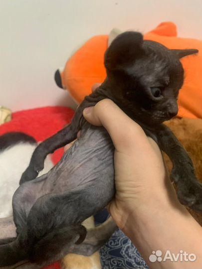 Котята сфинкс браш