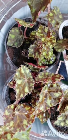 Каланхоэ, бегония, каменная роза