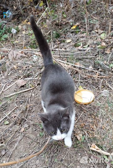 Котенок кот