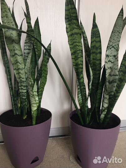 Сансивиерия(щучий хвост, тещин язык).Большие 120см