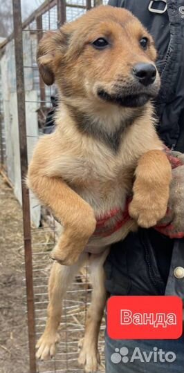 Щенки из приюта в добрые руки (девочки)