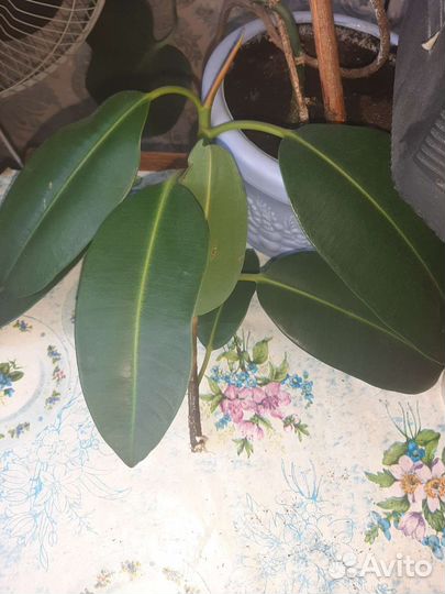 Фикус каучуконосный